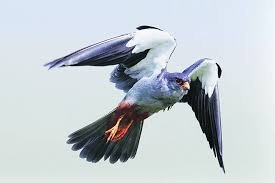 अमूर ससाणाच्या छायाचित्रीकरणावर बंदी