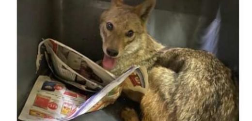 औषधाच्या दुकानात शिरला कोल्हा, ठाण्यात पळापळ