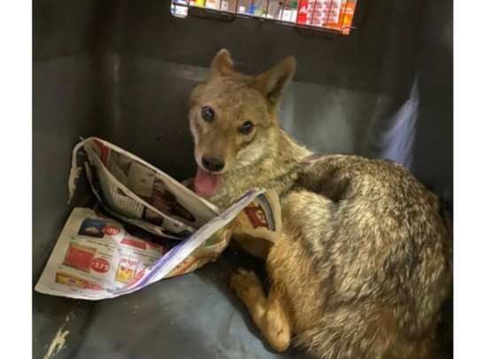 औषधाच्या दुकानात शिरला कोल्हा, ठाण्यात पळापळ