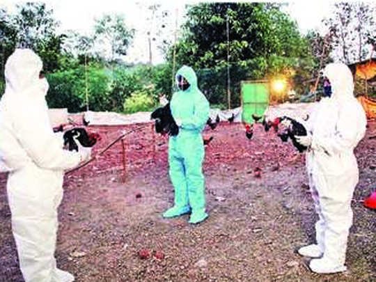 राज्यातील ११ जिल्ह्यांमध्ये ‘बर्ड फ्लू’चा शिरकाव