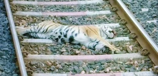  रेल्वेने दिलेल्या धडकेत वाघिणीच्या बछड्याचा मृत्यू