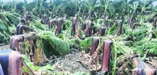 सोलापुरात अवकाळी पावसामुळे शेतीची हानी