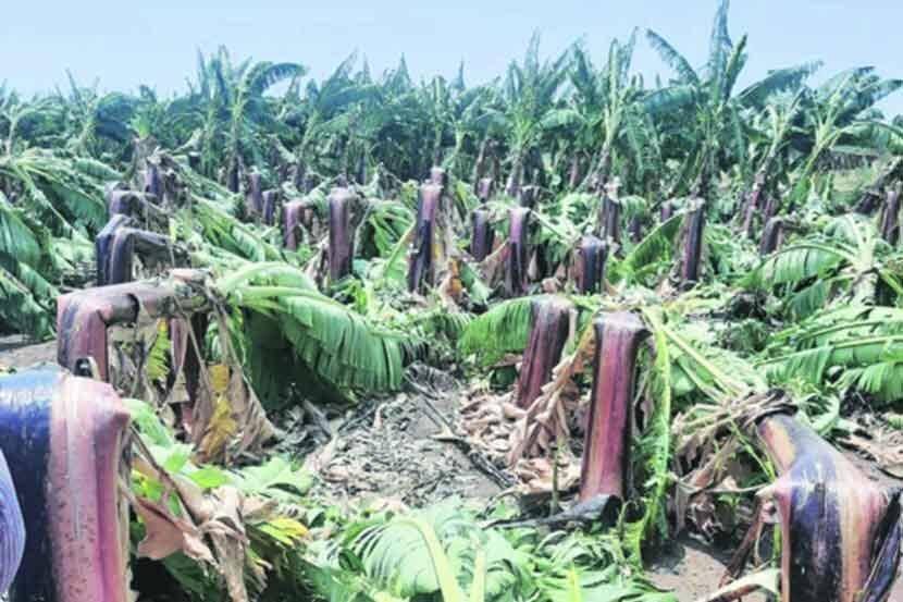 सोलापुरात अवकाळी पावसामुळे शेतीची हानी