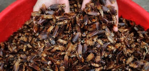 झुरळांच्या माध्यमातून  रेस्टोरंट्सवर हल्ला