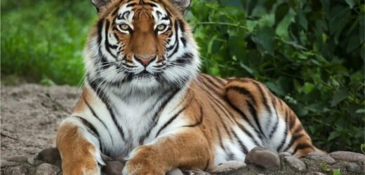 कराडमध्ये दोघांना वनकोठडी