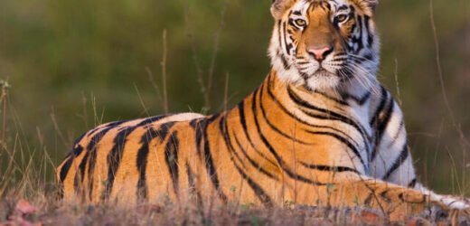 पट्टेदार वाघाशी झालेल्या झुंजीत बिबट्याचा मृत्यू!