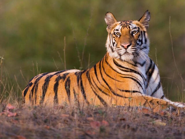 पट्टेदार वाघाशी झालेल्या झुंजीत बिबट्याचा मृत्यू!