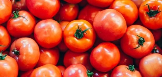 टोमॅटोला कवडीमोल दर