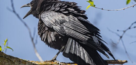 कावळ्यांनी केलं शिर्डीकरांचं जीणं मुश्कील