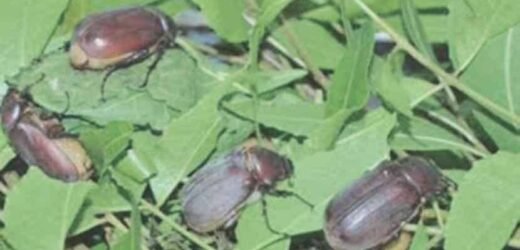 नगर जिल्ह्यात कडुनिंब वृक्षांवर हुमनी भुंगेऱ्यांचा हल्ला