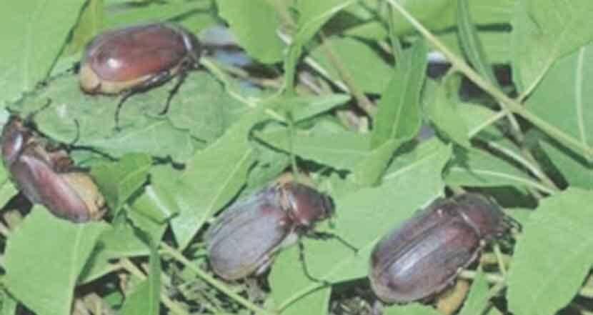 नगर जिल्ह्यात कडुनिंब वृक्षांवर हुमनी भुंगेऱ्यांचा हल्ला