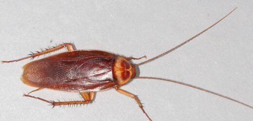 धक्कादायक! रूग्णाच्या जीवाशी खेळ; सलाईनमध्ये सापडलं झुरळ