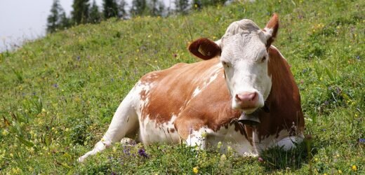 गायींना बेशुद्ध करून पळवणाऱ्या टोळीचा असा झाला पर्दाफाश