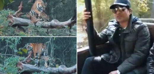 मास्टर ब्लास्टर सचिन तेंडुलकरची ताडोबा जंगल सफारी