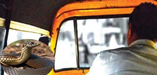 खड्डय़ाच्या दणक्यामुळे पिशवीतला साप बाहेर आल्याने धावत्या रिक्षाला अपघात
