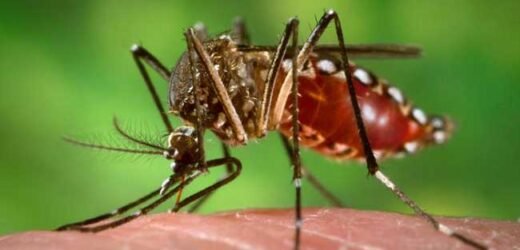 डेंगीचे रुग्ण वाढले