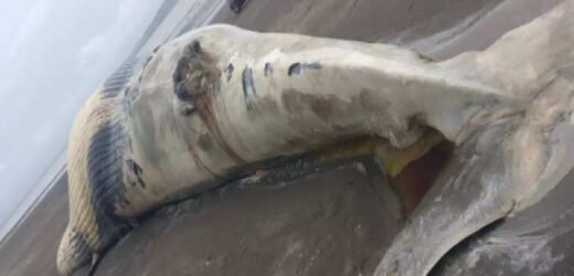 वसईच्या किनाऱ्यावर मृतावस्थेत आढळला ३० फूट लांबीचा व्हेल मासा!