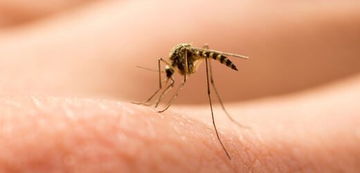 कोरोना नंतर या जिल्ह्यात डेंग्यूचाही कहर; आतापर्यंत आढले 2067 संशयित रुग्ण