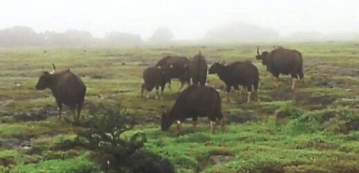 साताऱ्यात कास पठारावर रानगव्यांचा मुक्त संचार