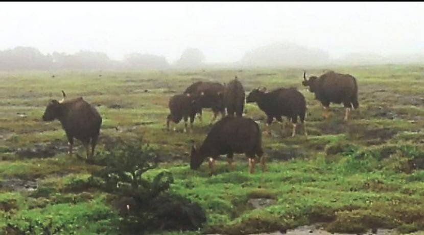 साताऱ्यात कास पठारावर रानगव्यांचा मुक्त संचार