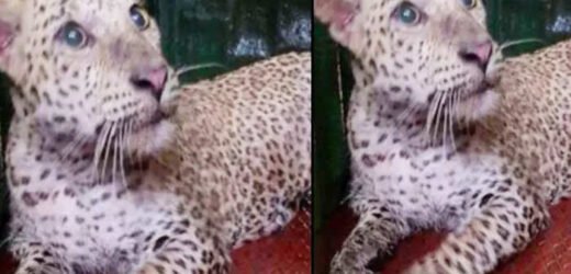 आरे कॉलनीत लावलेल्या सापळ्यात अडकला बिबट्या; भल्या पहाटे वनविभागाची कारवाई!