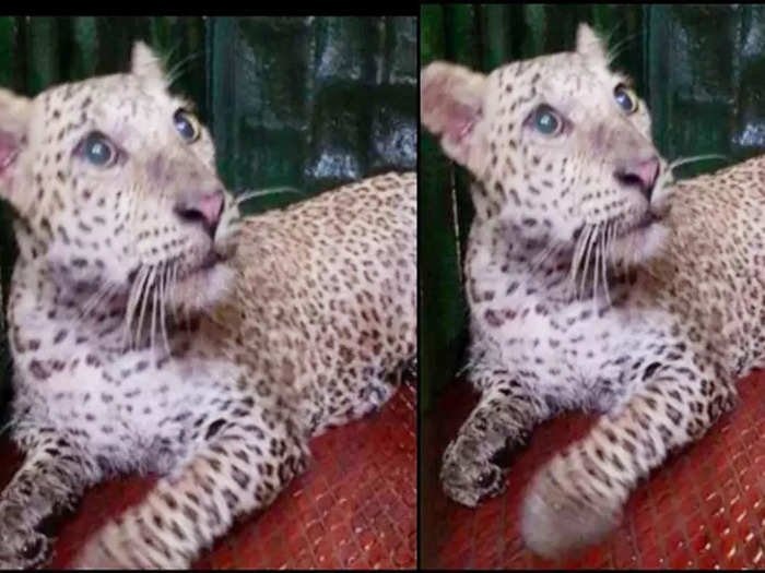 आरे कॉलनीत लावलेल्या सापळ्यात अडकला बिबट्या; भल्या पहाटे वनविभागाची कारवाई!