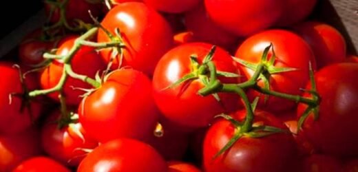 किरकोळ बाजारात टोमॅटोची पन्नाशी!