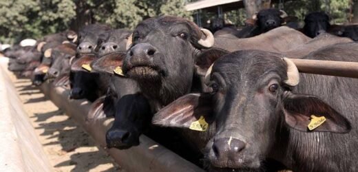 म्हशीने दूध न दिल्याने त्रस्त शेतकऱ्याने गाठले पोलीस ठाणे, पोलिसांकडे मागितली मदत