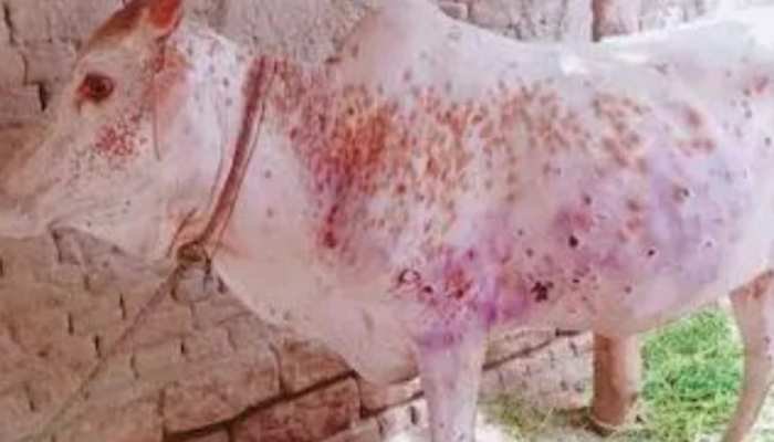 अकोला जिल्ह्यात ‘लम्पी’चा उद्रेक; ४६ जनावरे मृत्युमुखी