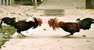 कोंबड्यांच्या झुंजीला खेळाचा दर्जा?