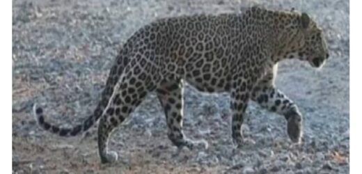 ठाणे: येऊरच्या जंगलात मादी बिबट्याचा मृत्यू