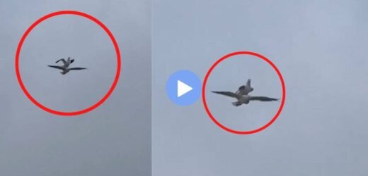 उडायचा कंटाळा आला म्हणून सीगल पक्ष्याने केला भन्नाट जुगाड; अनोखा स्टंट पाहून नेटकरीही चक्रावले