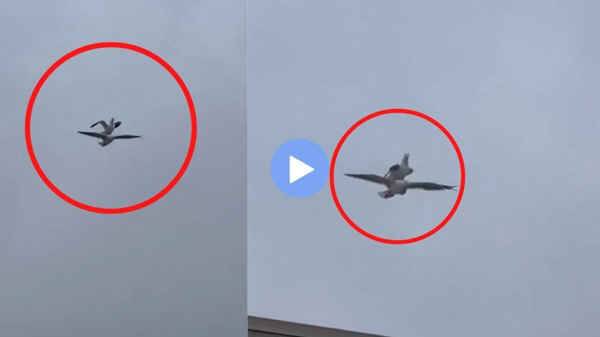उडायचा कंटाळा आला म्हणून सीगल पक्ष्याने केला भन्नाट जुगाड; अनोखा स्टंट पाहून नेटकरीही चक्रावले