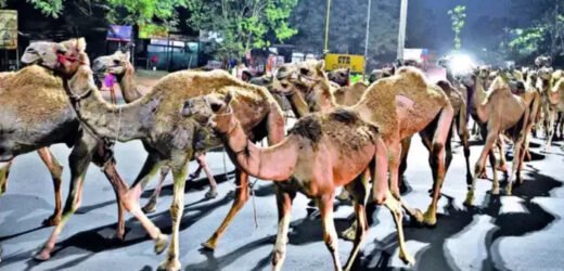 मालेगावातील उंट अखेर मायभूमीकडे रवाना; दहा जणांवर गुन्हा दाखल