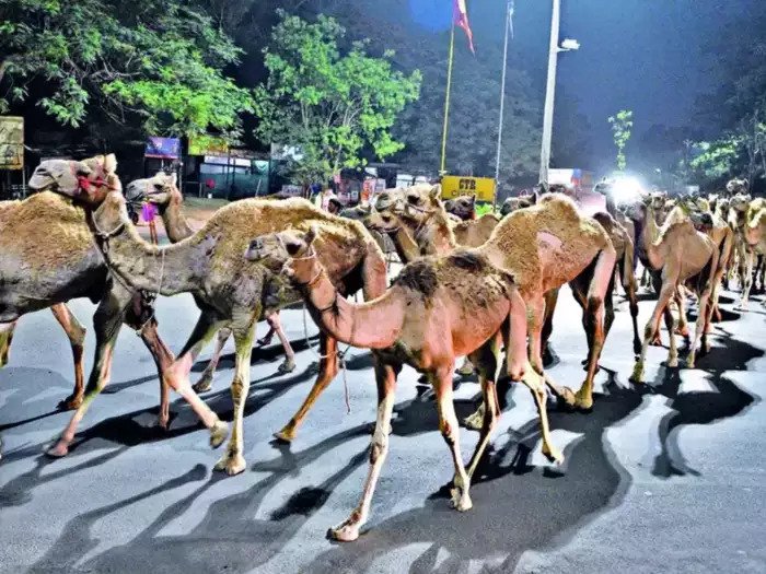 मालेगावातील उंट अखेर मायभूमीकडे रवाना; दहा जणांवर गुन्हा दाखल