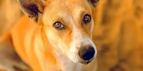 ‘Citizens should consider adopting dogs of Indian breeds’, says PM Modi on Mann Ki Baat
