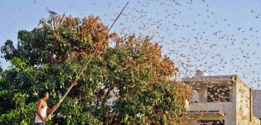 No locust adults or hoppers spotted in any of the affected areas As per Food and Agriculture Organization’s latest Locust Status Update, the risk of swarm migration to the Indo-Pakistan summer breeding area has nearly subsided