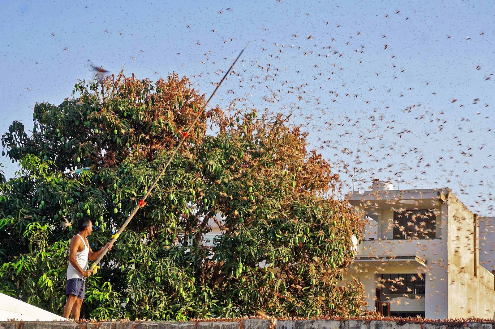 No locust adults or hoppers spotted in any of the affected areas As per Food and Agriculture Organization’s latest Locust Status Update, the risk of swarm migration to the Indo-Pakistan summer breeding area has nearly subsided
