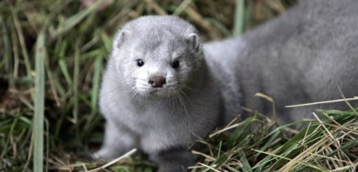 1 Million+ Minks to be killed by Denmark to curb Covid-19 spread