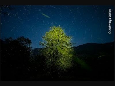 ‘Lights of Passion’ titled photo by Aishwarya Sridhar bagged the ‘Highly Commended’ award at the Wildlife Photographer of the Year 2020