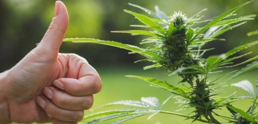 Magic Mashroom Legal in Arizona: From Marijuana to Magic Mushroom voters want drug law eased.