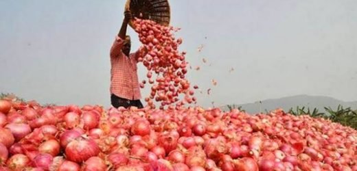 Onion prices chopped down before Diwali, rise expected before Late Kharif.