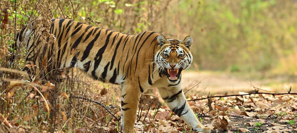 Madhya Pradesh’s Panna National Park declared as UNESCO Biosphere Reserve