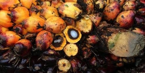 Govt cuts import duty on crude palm oil to 27.5%.
