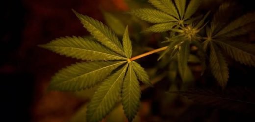 UN removes Cannabis from strictest drug category.