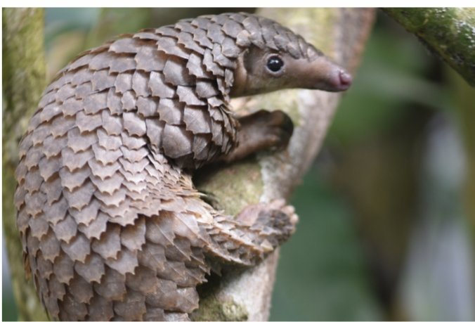 Maharashtra becomes first state in India to get dedicated action plan to protect pangolins