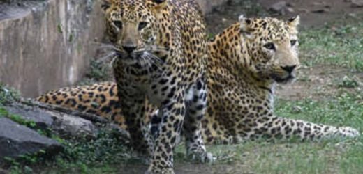 Reliance to build largest zoo in the world in Gujarat, consisting 100 different species of animals and birds from India and across the world.