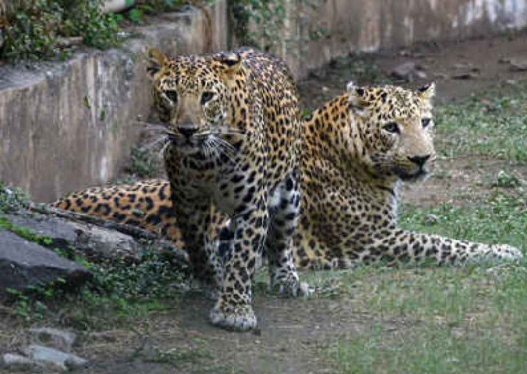 Reliance to build largest zoo in the world in Gujarat, consisting 100 different species of animals and birds from India and across the world.