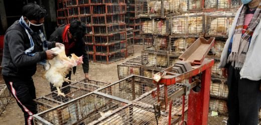 FSSAI Guidelines on Consumption of Poultry Meat during Bird Flu Pandemic