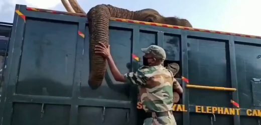ANIMAL CRUELTY at its Peak; Elephant succumbs to death after Tamil Nadu private resort people throw LIT cloth at it